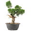 Juniperus chinensis Kishu, 31 cm, ± 15 años