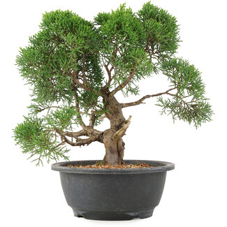 Juniperus chinensis Kishu, 28 cm, ± 15 anni