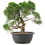 Juniperus chinensis Kishu, 28 cm, ± 15 años