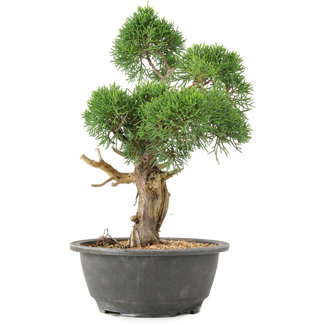 Juniperus chinensis Kishu, 31 cm, ± 15 anni