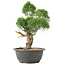 Juniperus chinensis Kishu, 31 cm, ± 15 Jahre alt