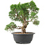 Juniperus chinensis Kishu, 28 cm, ± 15 anni