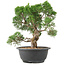 Juniperus chinensis Kishu, 28 cm, ± 15 ans