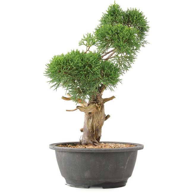 Juniperus chinensis Kishu, 31 cm, ± 15 años