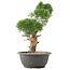 Juniperus chinensis Kishu, 31 cm, ± 15 anni