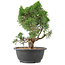 Juniperus chinensis Kishu, 28 cm, ± 15 anni