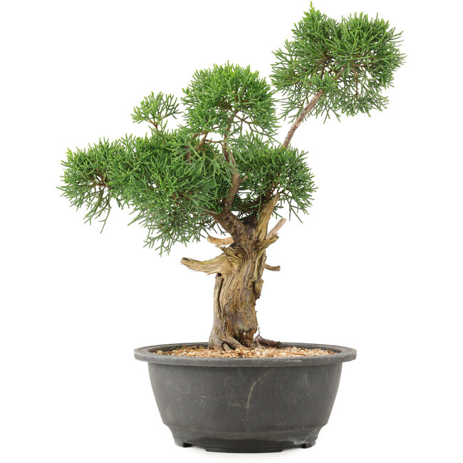 Juniperus chinensis Kishu, 31 cm, ± 15 años