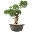 Juniperus chinensis Kishu, 31 cm, ± 15 jaar oud