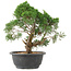 Juniperus chinensis Kishu, 28 cm, ± 15 años