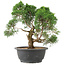 Juniperus chinensis Kishu, 28 cm, ± 15 años