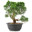 Juniperus chinensis Kishu, 28 cm, ± 15 ans