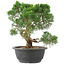 Juniperus chinensis Kishu, 28 cm, ± 15 jaar oud