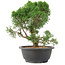 Juniperus chinensis Kishu, 28 cm, ± 15 años