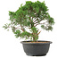 Juniperus chinensis Kishu, 28 cm, ± 15 jaar oud