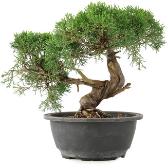 Juniperus chinensis Kishu, 22 cm, ± 15 anni