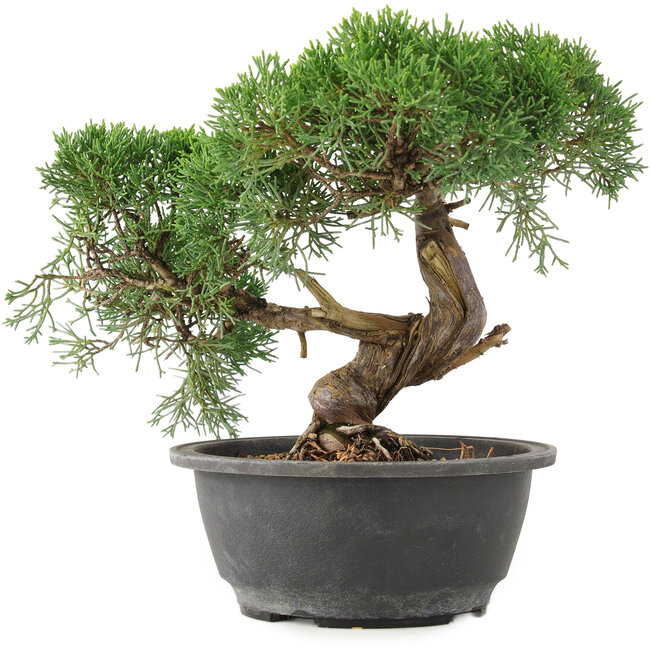 Juniperus chinensis Kishu, 22 cm, ± 15 años