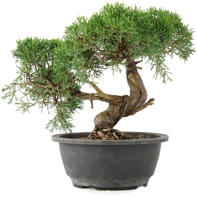 Juniperus chinensis Kishu, 22 cm, ± 15 jaar oud