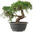 Juniperus chinensis Kishu, 22 cm, ± 15 años