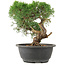 Juniperus chinensis Kishu, 22 cm, ± 15 años