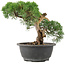 Juniperus chinensis Kishu, 22 cm, ± 15 años