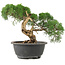 Juniperus chinensis Kishu, 22 cm, ± 15 años