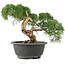 Juniperus chinensis Kishu, 22 cm, ± 15 ans