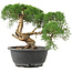 Juniperus chinensis Kishu, 22 cm, ± 15 anni