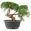 Juniperus chinensis Kishu, 22 cm, ± 15 ans