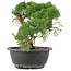 Juniperus chinensis Kishu, 22 cm, ± 15 años