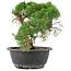 Juniperus chinensis Kishu, 22 cm, ± 15 Jahre alt