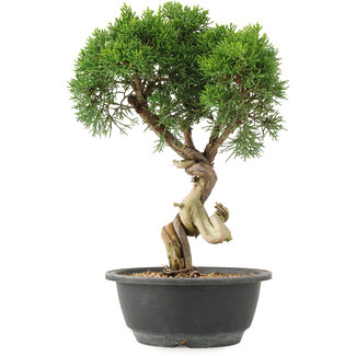 Juniperus chinensis Kishu, 32 cm, ± 15 anni