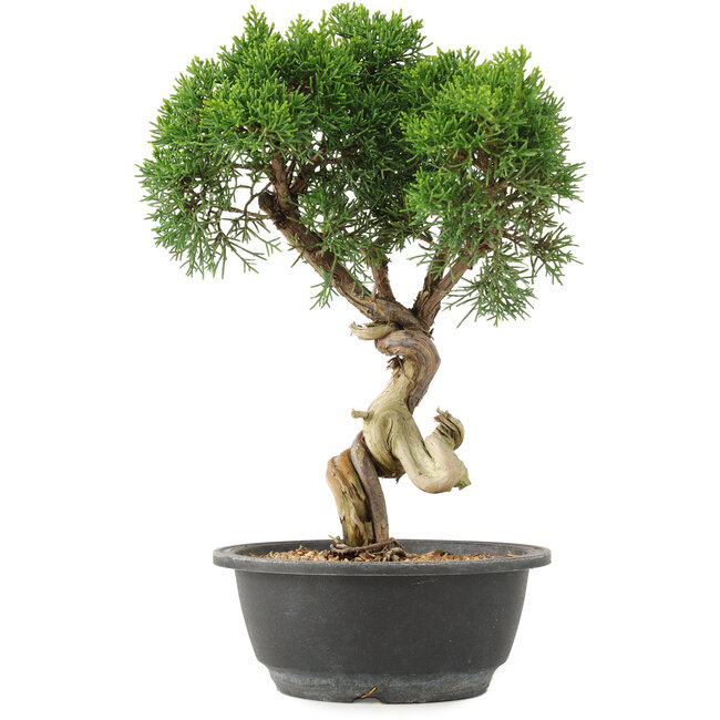 Juniperus chinensis Kishu, 32 cm, ± 15 Jahre alt