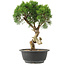 Juniperus chinensis Kishu, 32 cm, ± 15 años