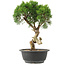 Juniperus chinensis Kishu, 32 cm, ± 15 ans
