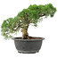 Juniperus chinensis Kishu, 22 cm, ± 15 jaar oud