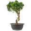 Juniperus chinensis Kishu, 32 cm, ± 15 ans