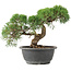 Juniperus chinensis Kishu, 22 cm, ± 15 jaar oud