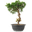 Juniperus chinensis Kishu, 32 cm, ± 15 years old
