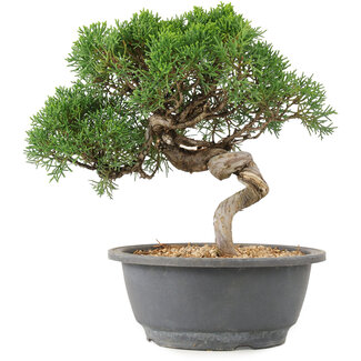 Juniperus chinensis Kishu, 22 cm, ± 15 años