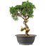 Juniperus chinensis Kishu, 32 cm, ± 15 Jahre alt