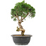 Juniperus chinensis Kishu, 32 cm, ± 15 anni