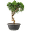 Juniperus chinensis Kishu, 32 cm, ± 15 jaar oud