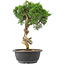 Juniperus chinensis Kishu, 32 cm, ± 15 Jahre alt
