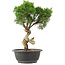 Juniperus chinensis Kishu, 32 cm, ± 15 anni