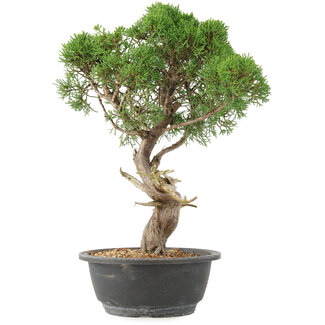 Juniperus chinensis Kishu, 33 cm, ± 15 anni