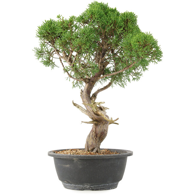 Juniperus chinensis Kishu, 33 cm, ± 15 jaar oud