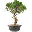 Juniperus chinensis Kishu, 33 cm, ± 15 Jahre alt