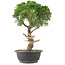 Juniperus chinensis Kishu, 33 cm, ± 15 años