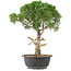 Juniperus chinensis Kishu, 33 cm, ± 15 años