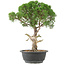 Juniperus chinensis Kishu, 33 cm, ± 15 jaar oud